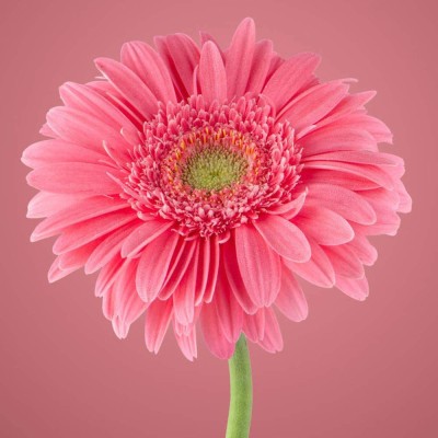 VibeX LX-47 - Pink Chrysanthemum - (90 Seeds) Seed(90 per packet)