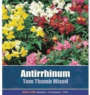 CRGO ANTIRRHINUM Seed(60 per packet)