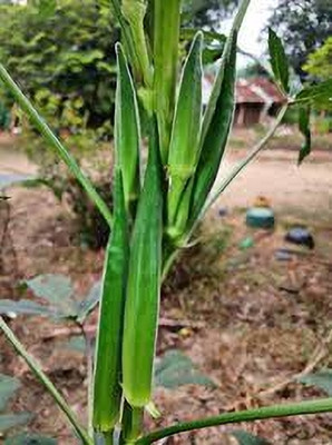 ARYAN EVERGREEN Lady finger seeds Seed(40 per packet)