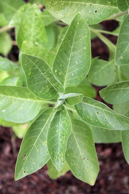 Aywal Ashwagandha Herbs Seed(15 per packet)