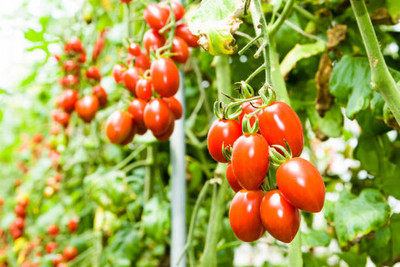 Marwal Creation tomato Seed(85 per packet)
