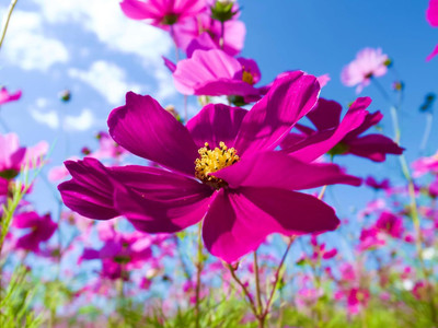 Aywal COSMOS Seeds -DWARF PINK - Tolerates poor, dry soil - Easy to grow Flowers Seed(6 g)