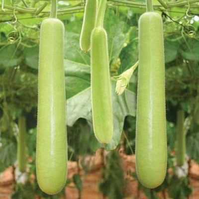 BDSresolve Louki seeds for garden/lauki seeds 72 Seed(72 per packet)