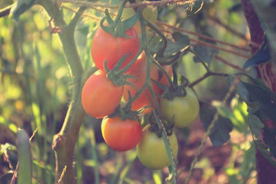 NATURE FARM tomato Seed(130 per packet)