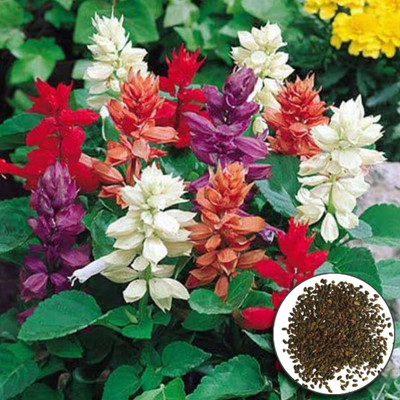 Lorvox Salvia Red Color Flower Seeds For Home Gardening Seed(30 per packet)