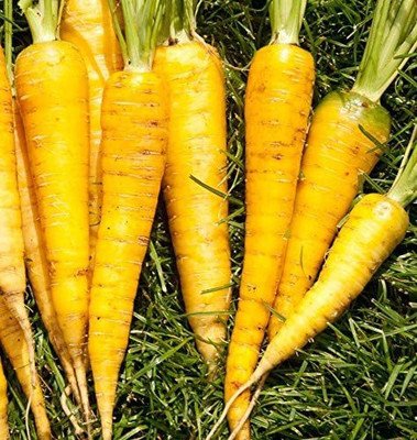 CYBEXIS KGF -20 - Yellowstone Carrot - (250 Seeds) Seed(250 per packet)