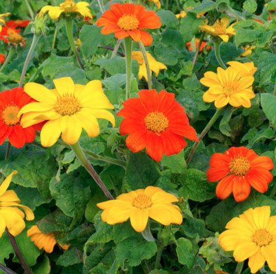 XOLDA Exotic tithonia Seed(15 per packet)