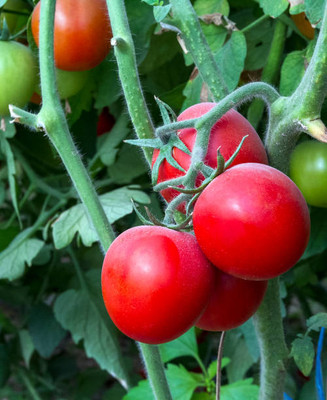 Seedsqlty tomato Seed(135 per packet)
