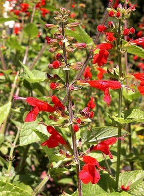 Qualtivate GBPT-4A Blood Sage / Red Texas Sage Seed(100 per packet)