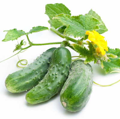 N.G.M. AGROCARE Cucumber F1 Hybrid Seed(40 per packet)