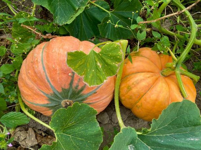 Kodali Hybrid F1 Pumpkin Seed Pack Of 12 Seed(12 per packet)