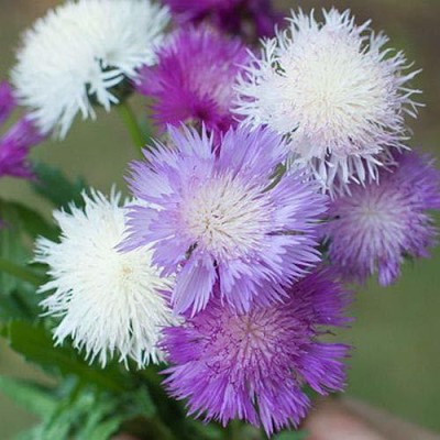 TRICONE Sweet Sultan Flower Seeds Mix Colour Hybrid for Home Garden 20 Seeds F1S80 Seed(20 per packet)