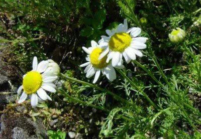 CYBEXIS VVI-4 - Roman Chamomile Herb - (750 Seeds) Seed(750 per packet)