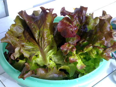 CYBEXIS LX-47 - Red Romaine Lettuce - (1350 Seeds) Seed(1350 per packet)