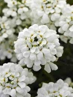 Clint FL-154-WHITE-CANDYDUFT Seed (40 per packet) Seed(40 per packet)