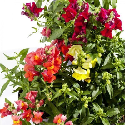 CRGO ANTIRRHINUM Seed(50 per packet)