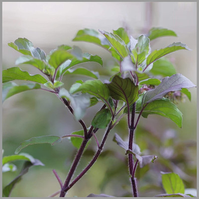 KNESSiN Herb Seed(500 per packet)