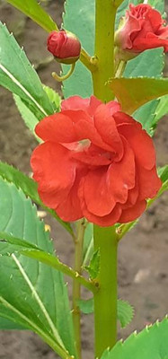 XOLDAA BALSAM FLOWER SEEDS Seed(30 per packet)