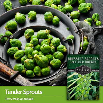 WILLVINE VNR -VII Long Island Improved Brussels Sprouts [2.5g] Seed(750 per packet)