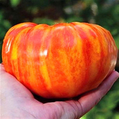 DIVINE TOMATO , TAMATAR Seed(20 per packet)