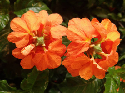 Digikida kanakambaram-firecracker-crossandra Seed(30 per packet)