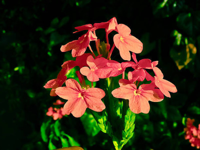 FRENUTRI kanakambaram-firecracker-crossandra Seed(39 per packet)