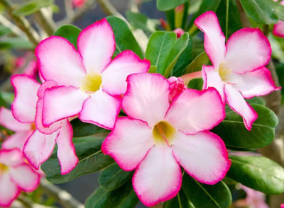 Qualtivate NDIR-446 Single Layer Flower Adenium Obesum Seed(30 per packet)