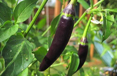 KNESSiN Black Chilli [400 Seeds] Seed(400 per packet)