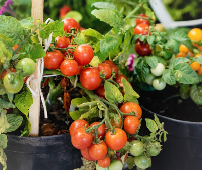 Seedsqlty F1 hybrid tomato seeds, high germination (30 seeds) Seed(1000 per packet)