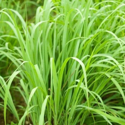 VibeX TLX-7 - LEMONGRASS /Cochin Grass - (750 Seeds) Seed(750 per packet)