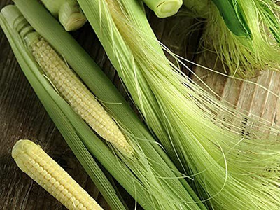WILLVINE SYN -XII Baby Corn F1 Hybrid-[100g] Seed(400 per packet)