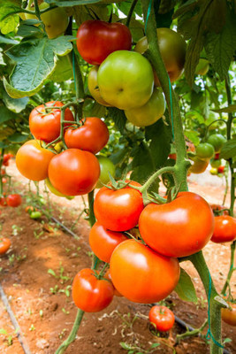 Naaz tomato Seed(60 per packet)