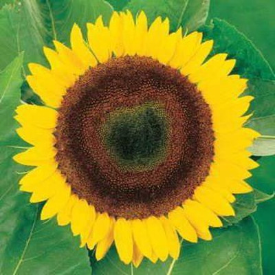 CYBEXIS NBIR-93 - Giganteus Sunflower - (450 Seeds) Seed(450 per packet)