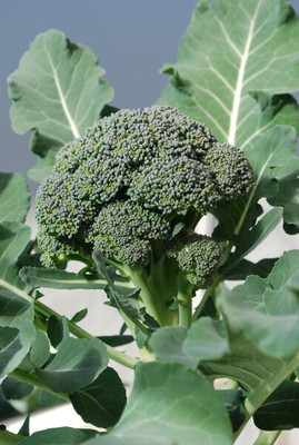 KNESSiN Broccoli Arcadia Seed(1250 per packet)