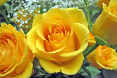 Qualtivate XXX-9A Yellow Rose Easy to Grow Seeds Seed(25 per packet)