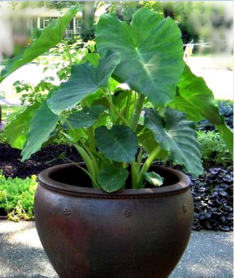 Aywal Taro Root,Kachu Seed(14 per packet)
