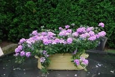 BJUBAS Trailing verbena seeds pack of 18 Seed(18 per packet)
