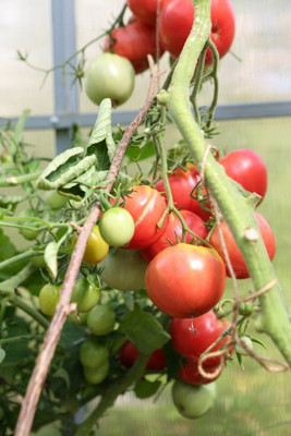 Sant Seeds LLP tomato Seed(55 per packet)