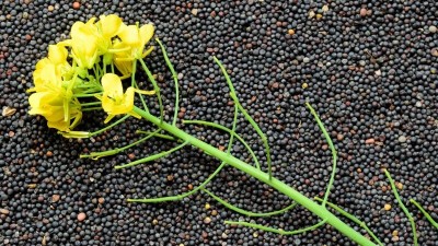 Arshiayat Black Mustard Seeds, Kali Sarso Seed(75 per packet)