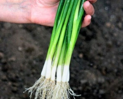 KNESSiN Welsh Onion Bajkal Seed(500 per packet)