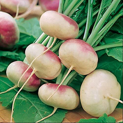 WILLVINE Turnip Red Turnip Purple Seeds Organic-[2000 Seeds] Seed(2000 per packet)