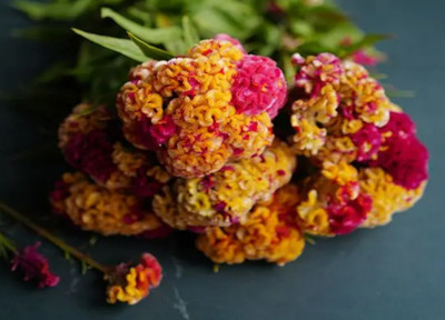 UGRA VARIEGATED COCKSCOMB Seed(10 per packet)