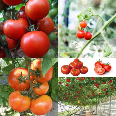 ibains Tomato creeper seeds pack of 70 Seed(70 per packet)