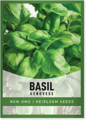 Biosnyg Basil Genovese -[1000 Seeds] Seed(1000 per packet)