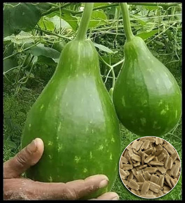 Greenfall Round Lauki Seeds for Your Vegetable Garden - 15 Seeds Pack for Growing Seed(15 per packet)