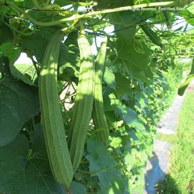 BJUBAS Ridge gourd seeds hybrid f1 Pack of 18 Seed(18 per packet)