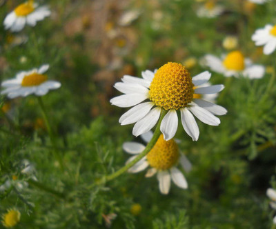 CYBEXIS XL-97 - German Chamomile - (2250 Seeds) Seed(2250 per packet)