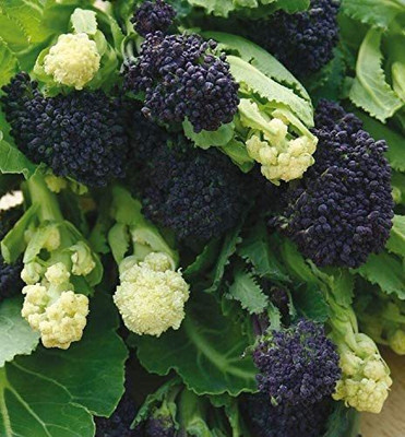 CYBEXIS High Germination Seeds of Vegetable Broccoli Sprouting Lancer Mixed2000 Seeds Seed(2000 per packet)
