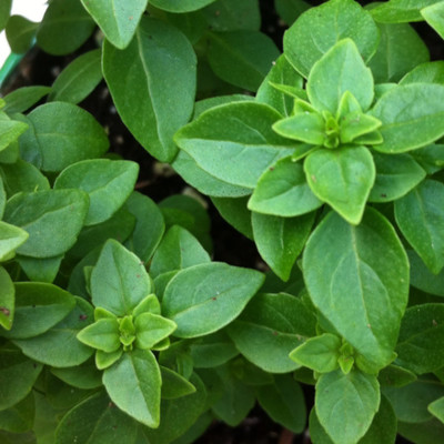 VibeX ® XLR-20 Boxwood Basil Seeds Seed(1000 per packet)