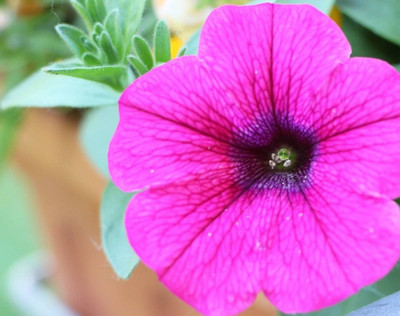 WHADE Pink Petunia Flower Seed(70 per packet)